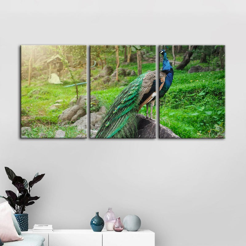 Dignified Sunlit Peacock-Canvas Wall Art Painting 3 Pieces | Bowlift