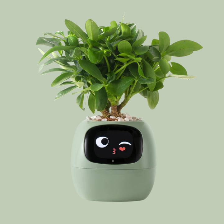 BowLift | VerdeGlow – Self-Watering Smart Plant Pot | Automatic Irrigation | Modern Indoor Planter