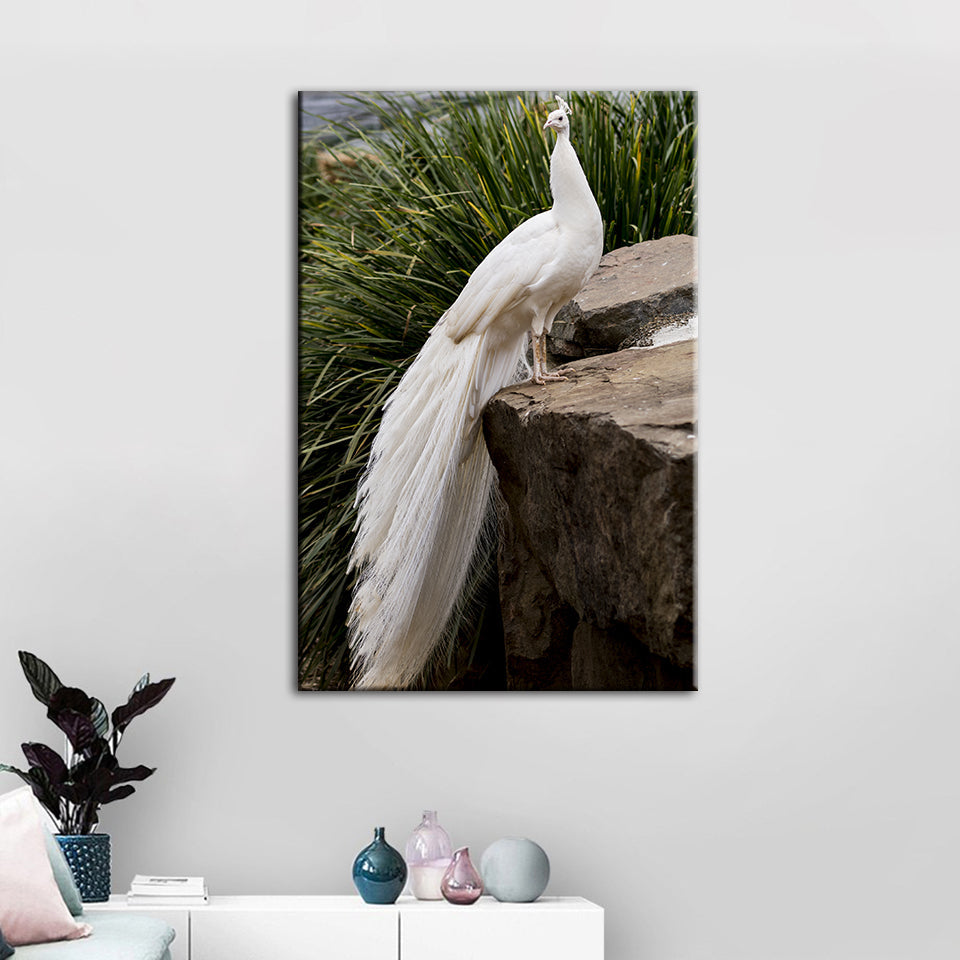 Regal Albino Peacock - Canvas Wall Art Painting | Bowlift