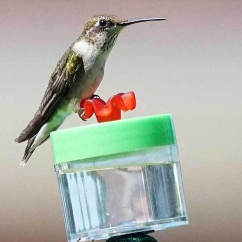 BowLift | Original Hummingbird Wrist Feeder