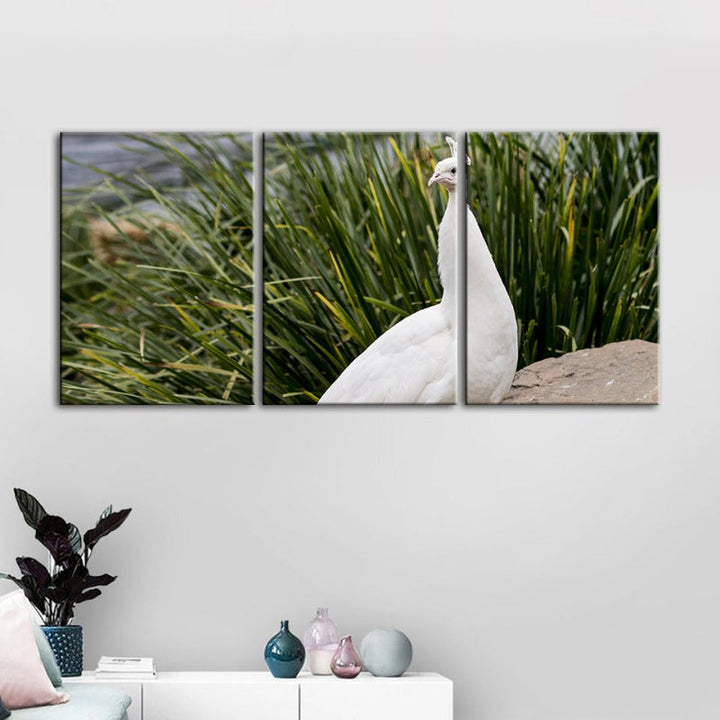 Regal Albino Peacock-Canvas Wall Art Painting 3 Pieces | Bowlift