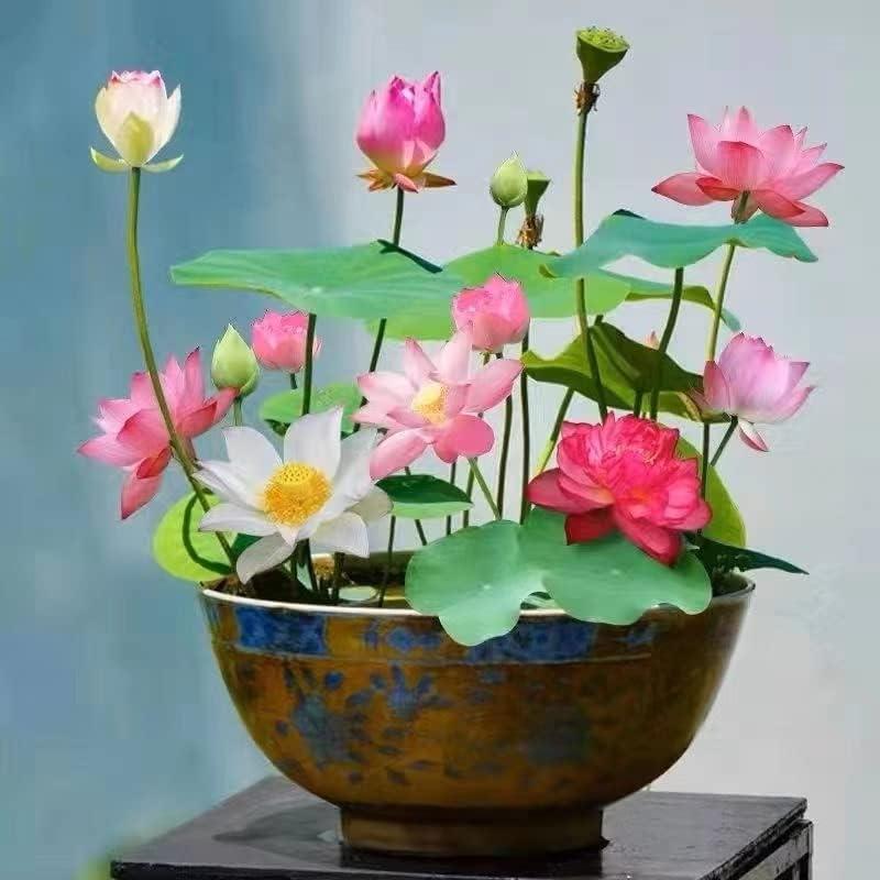 LotusWaters – Bonsai Water Garden Seeds for Pond and Balcony | Bowlift