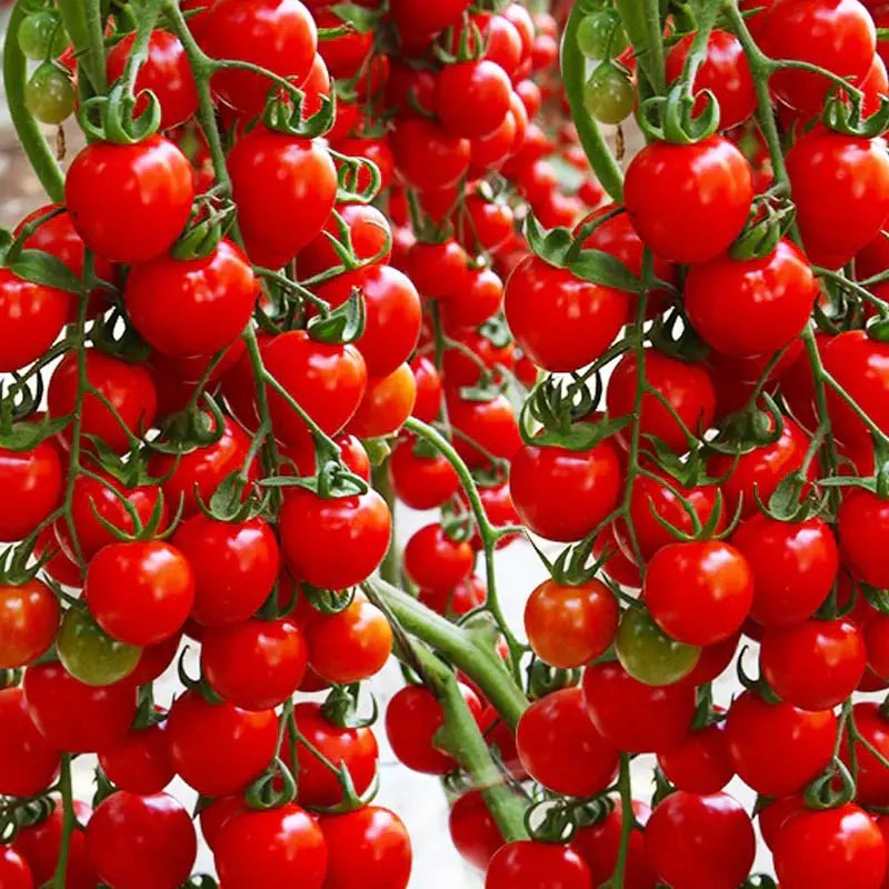BowLift | 600 waterfall tomato seeds for decorative cherry tomatoes