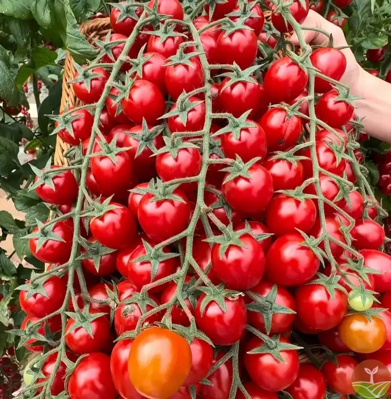 BowLift | 600 waterfall tomato seeds for decorative cherry tomatoes