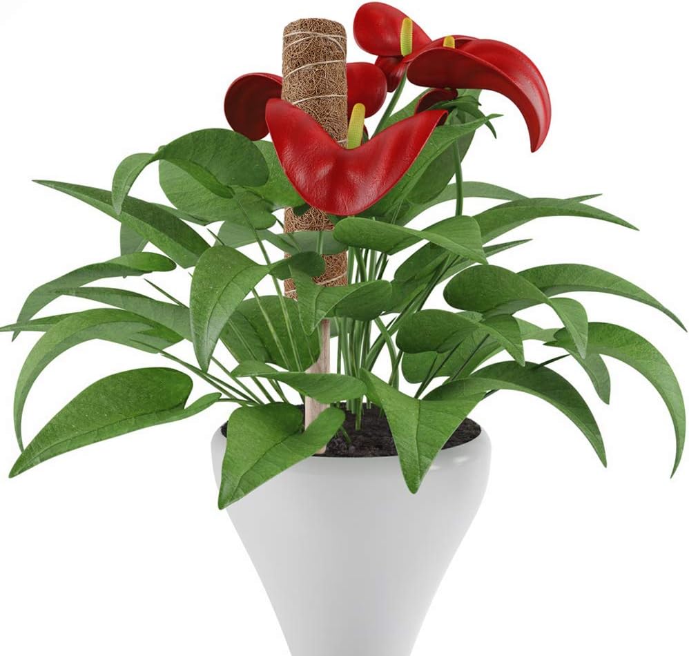 BowLift | Coconut moss stick for climbing plants – Natural climbing aid for houseplants and garden