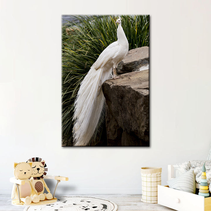 Regal Albino Peacock - Canvas Wall Art Painting | Bowlift