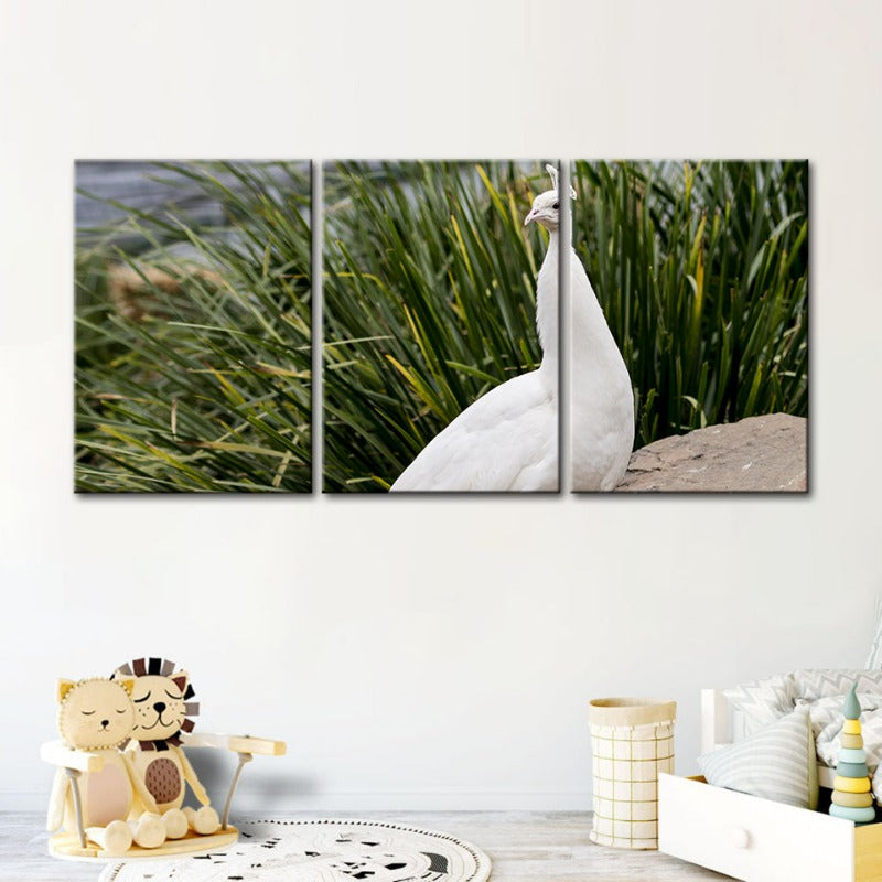 Regal Albino Peacock-Canvas Wall Art Painting 3 Pieces | Bowlift