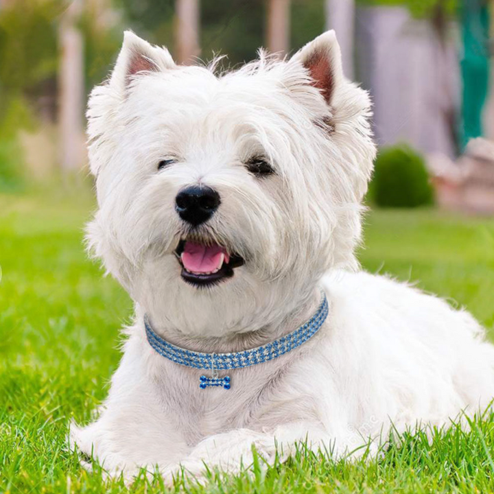 BowLift | Sweet Crystal Dog Collar