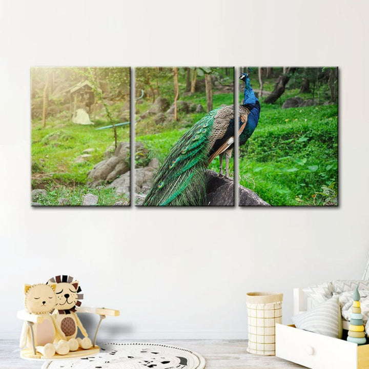 Dignified Sunlit Peacock-Canvas Wall Art Painting 3 Pieces | Bowlift