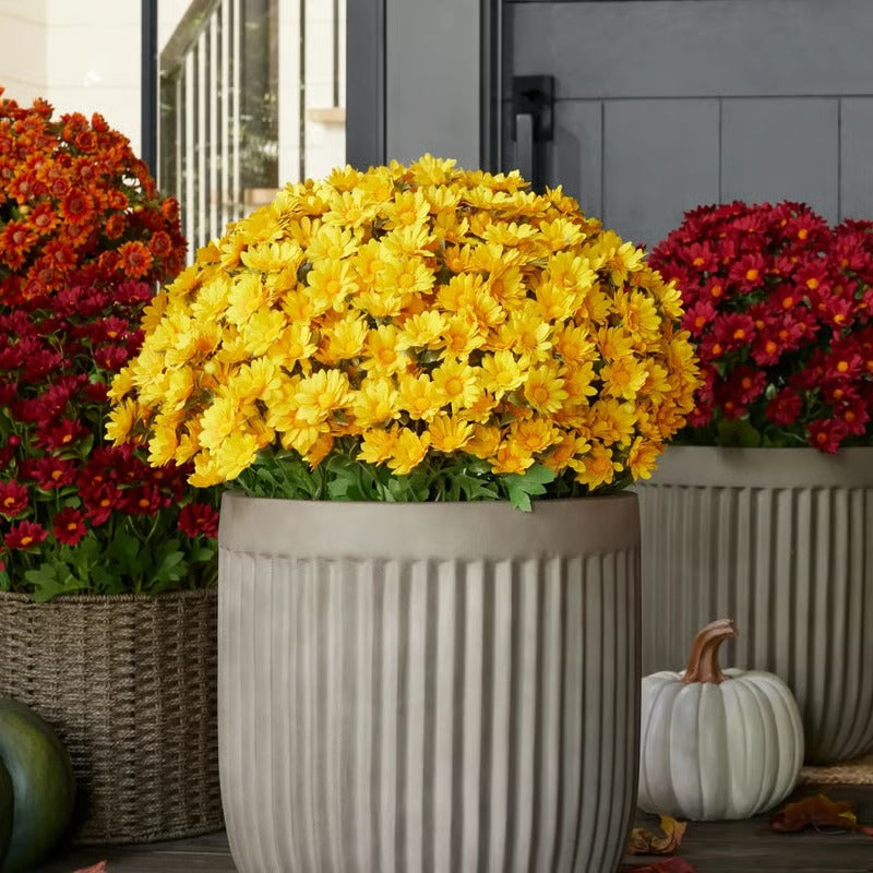 BowLift | AutumnBlaze — Your worry-free garden hit with colors that enchant every autumn!