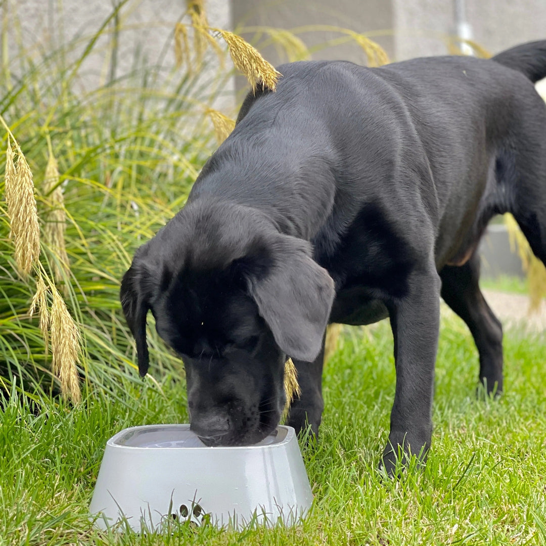 BowLift | Dry Bowl Dog Drinking