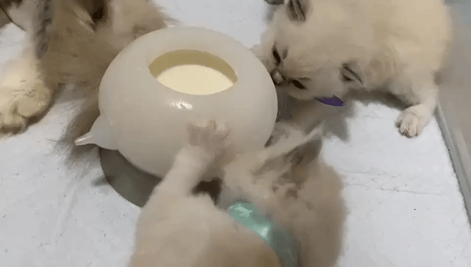 BowLift | Bite-Resistant Simulation Baby Pet Feeding Bowl