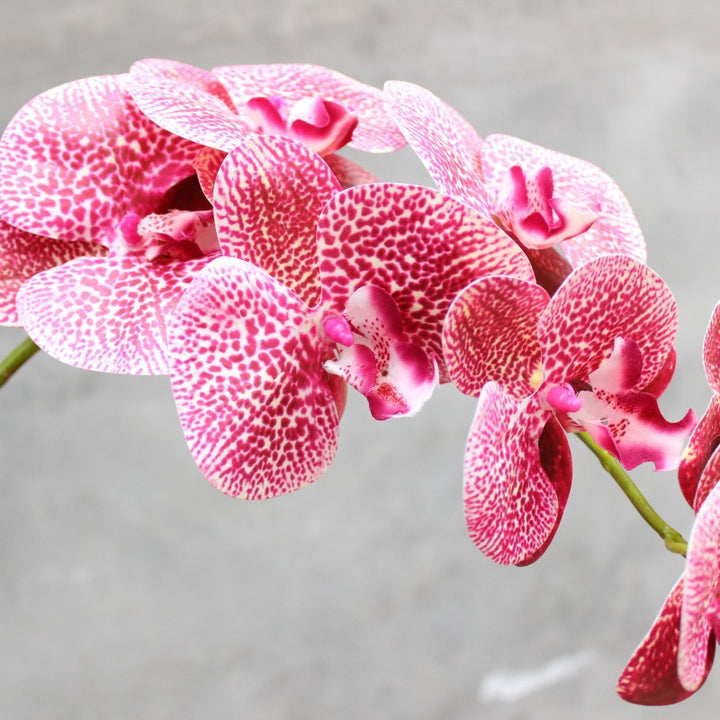 Decorative Blooming Orchid Stem