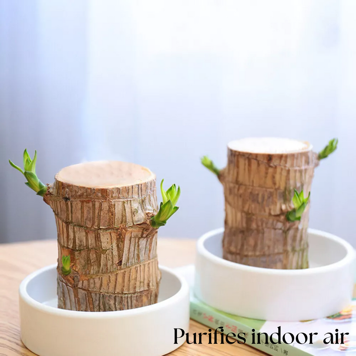 Brazilian Fortune Wood Plant - Bring Financial Luck and Prosperity Bowlift