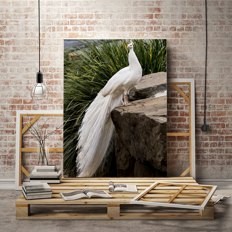 Regal Albino Peacock - Canvas Wall Art Painting | Bowlift