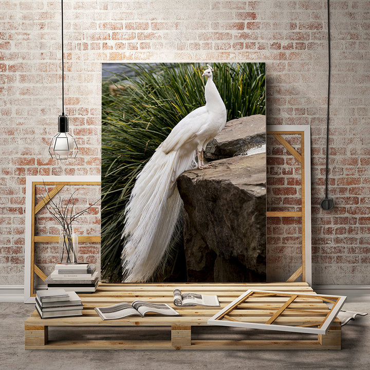 Regal Albino Peacock - Canvas Wall Art Painting | Bowlift