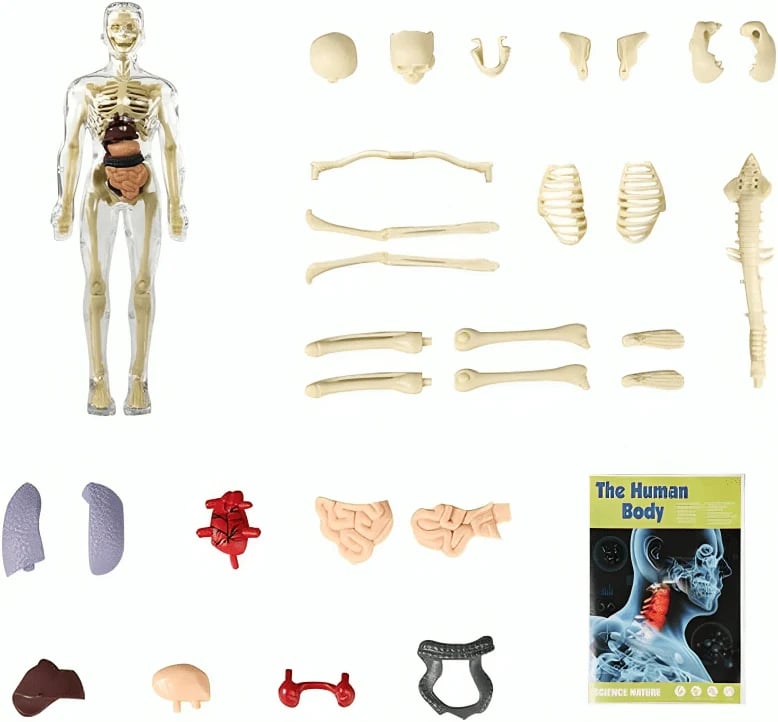 BowLift | Clear Human Body Structure Model