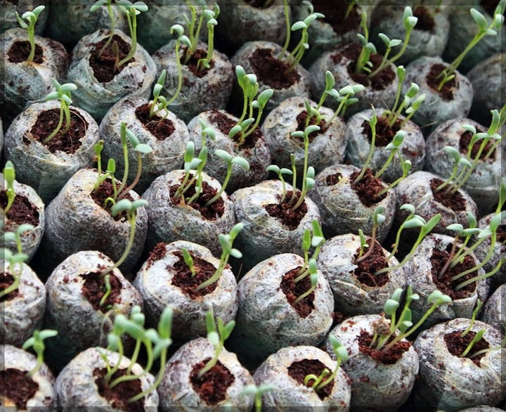 BowLift | Coconut Fiber Peat Seedling Pellets – Starter for Seed Planting