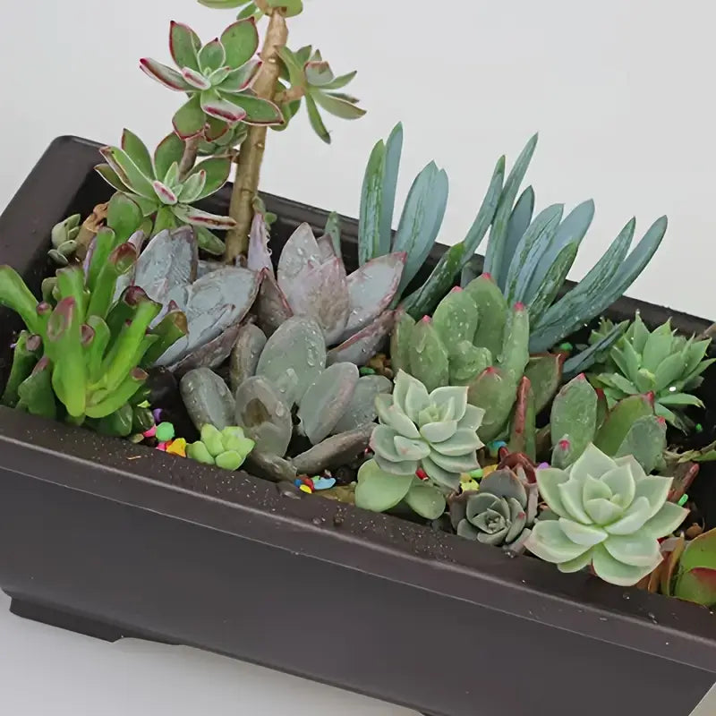 BowLift | Plant pot with saucer – Rectangular flower pot for garden and balcony