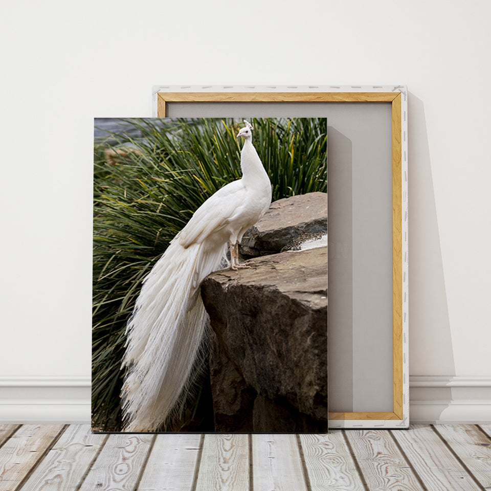 Regal Albino Peacock - Canvas Wall Art Painting | Bowlift