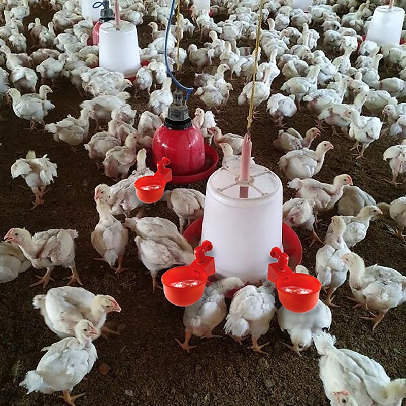 BowLift | Automatic Poultry Drinker