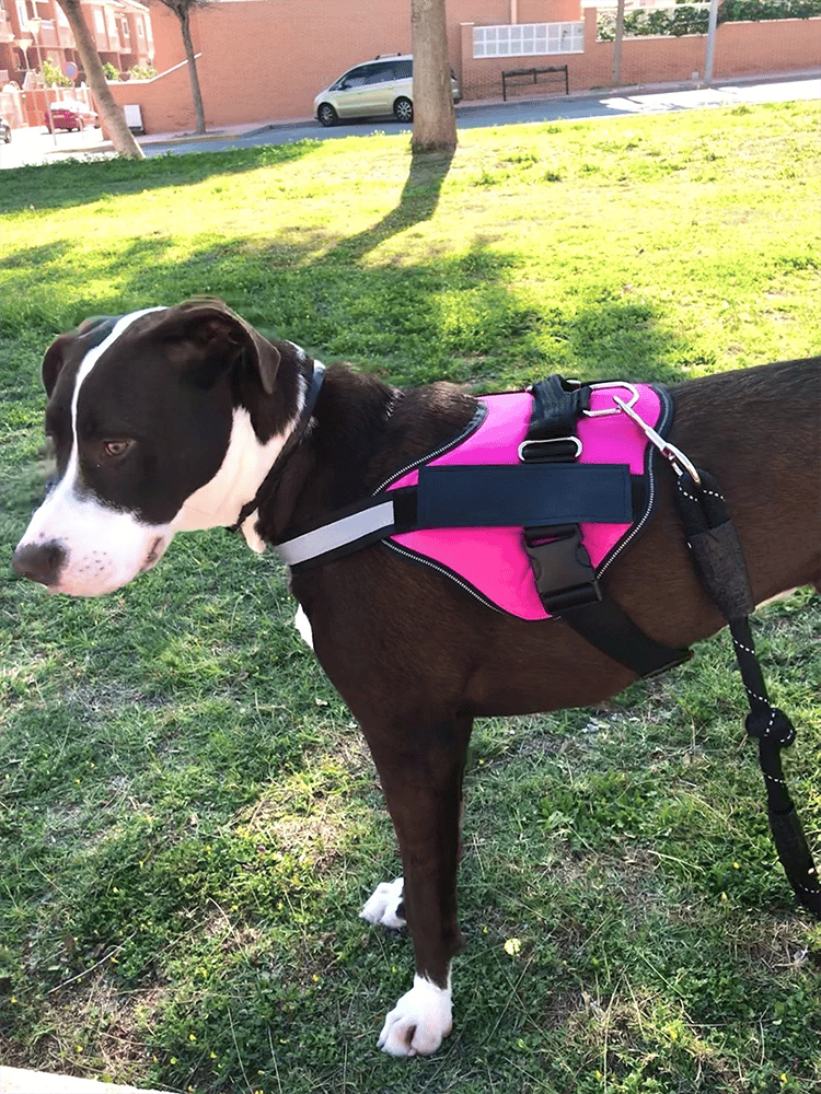 BowLift | Anti Choke Dog Harness