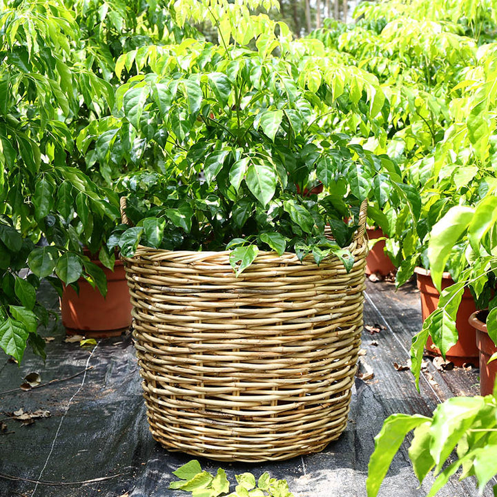 Unisex storage basket made of handwoven material Bowlift