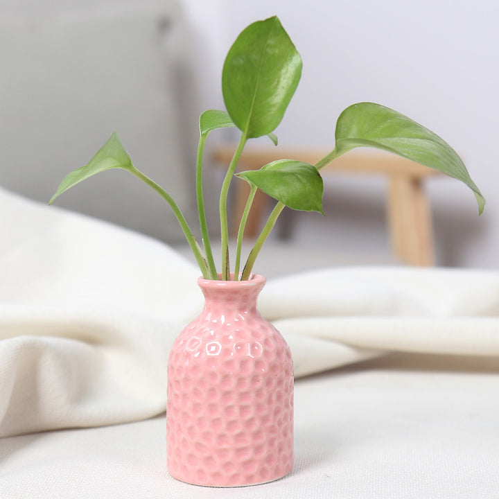 Textured Ceramic Plant Holder Bowlift