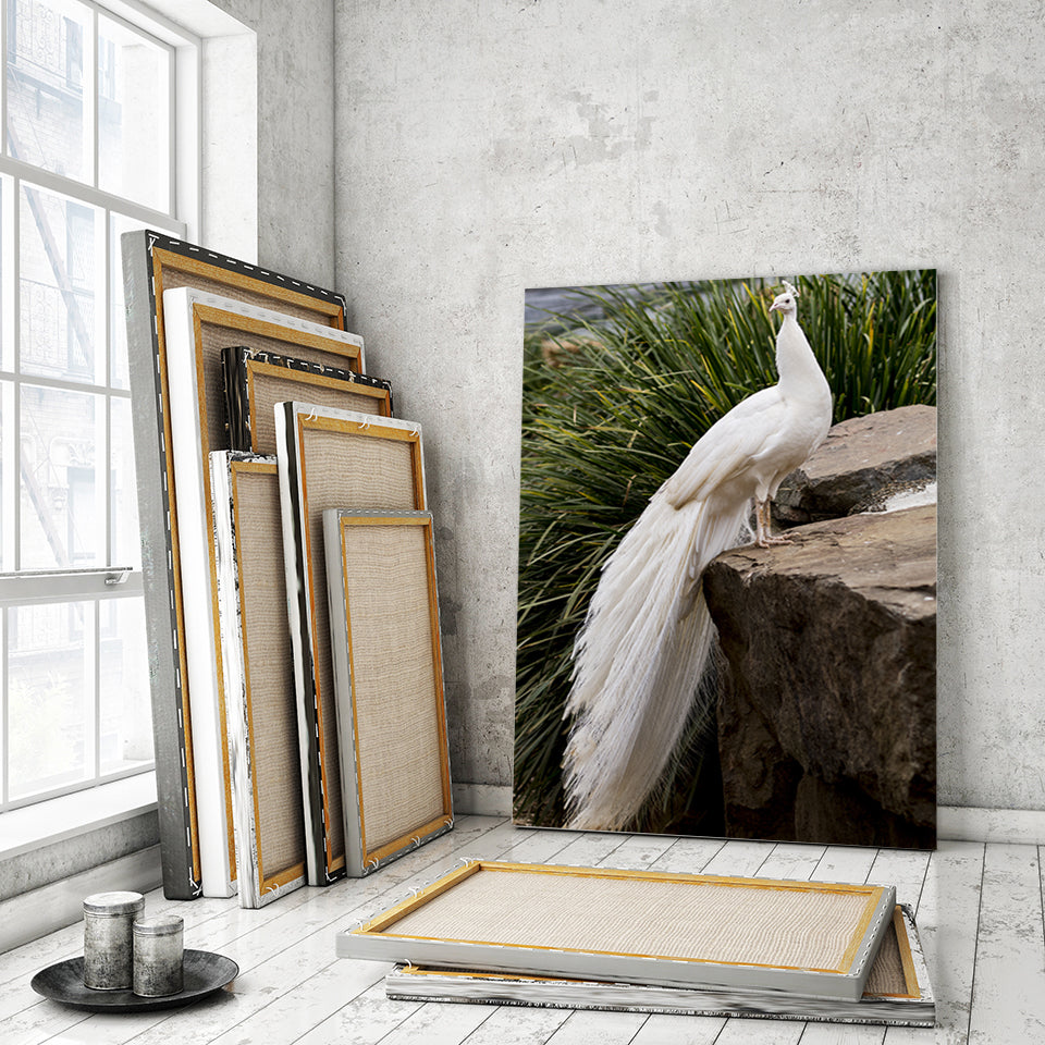 Regal Albino Peacock - Canvas Wall Art Painting | Bowlift
