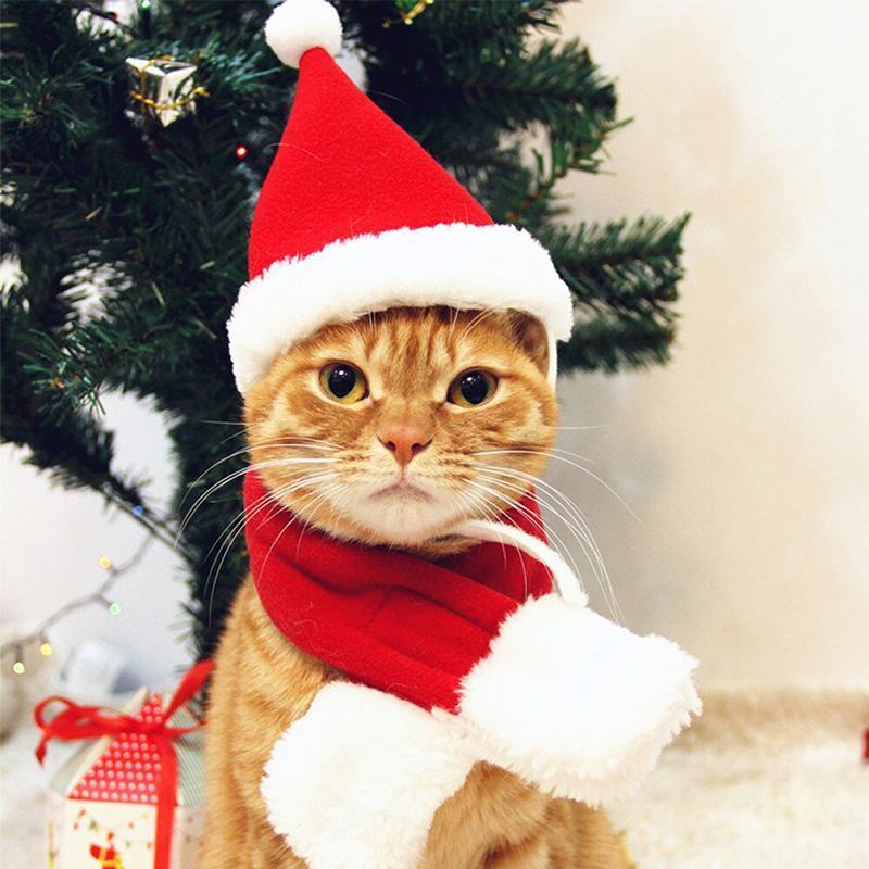BowLift | FestivaPaws – Warm festive pet outfits that attract attention