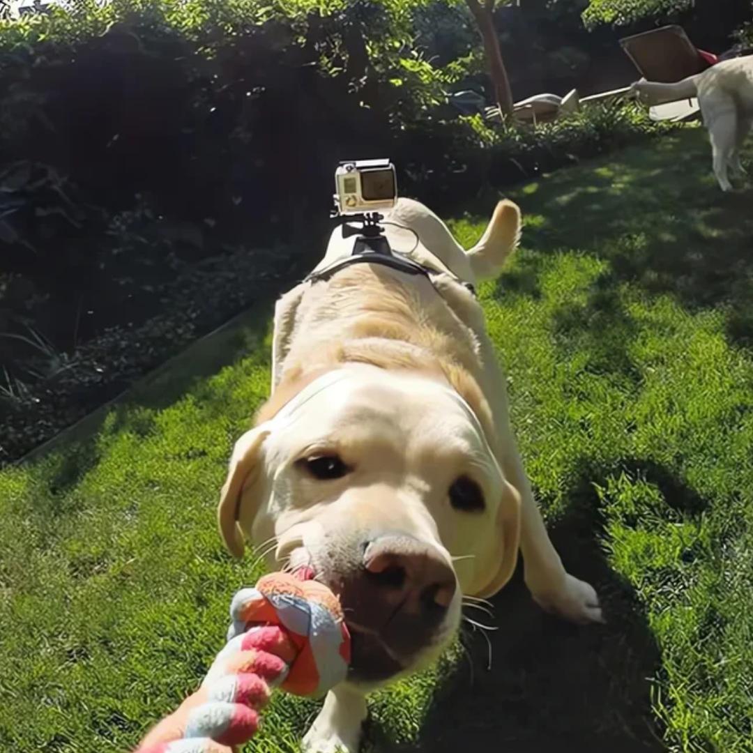 Action-Cam Dog Harness with 360° Perspective Bowlift