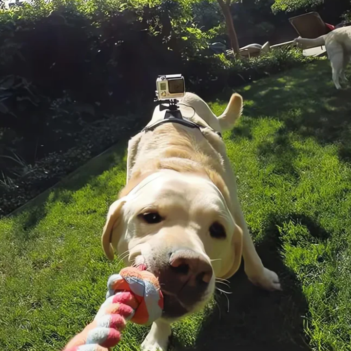 Action-Cam Dog Harness with 360° Perspective Bowlift