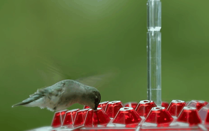 BowLift | NectarHex – Ant-proof hummingbird feeder with 30 ports and UV-resistant design