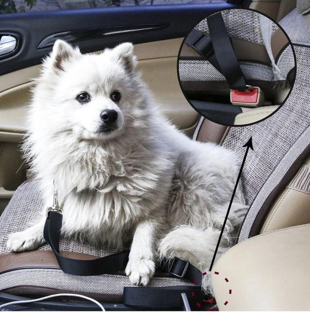 Safety seatbelt for Pets Bowlift