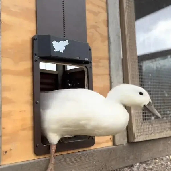 BowLift | Automatic Chicken Coop Door - Weatherproof & Predator Safe with Easy Installation