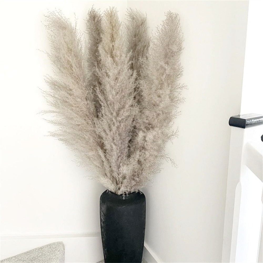 BowLift | FeatherFawn - Dried Pampas Flowers