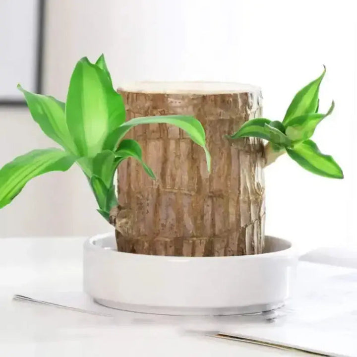 BowLift | Brazilian Lucky Wood – Air Purifying & Fortune Bringing Plant
