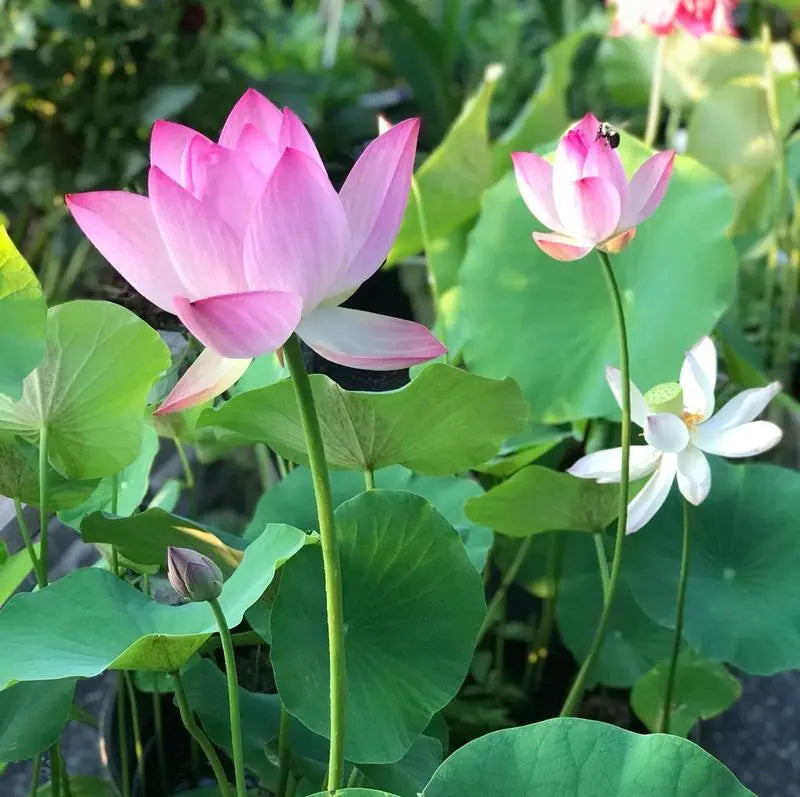 BowLift | Lotus flower seeds for pond & bowl – Let them bloom easily at home