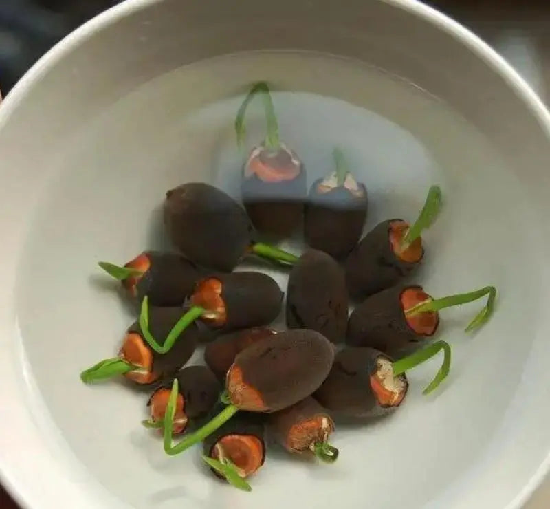 BowLift | Lotus flower seeds for pond & bowl – Let them bloom easily at home
