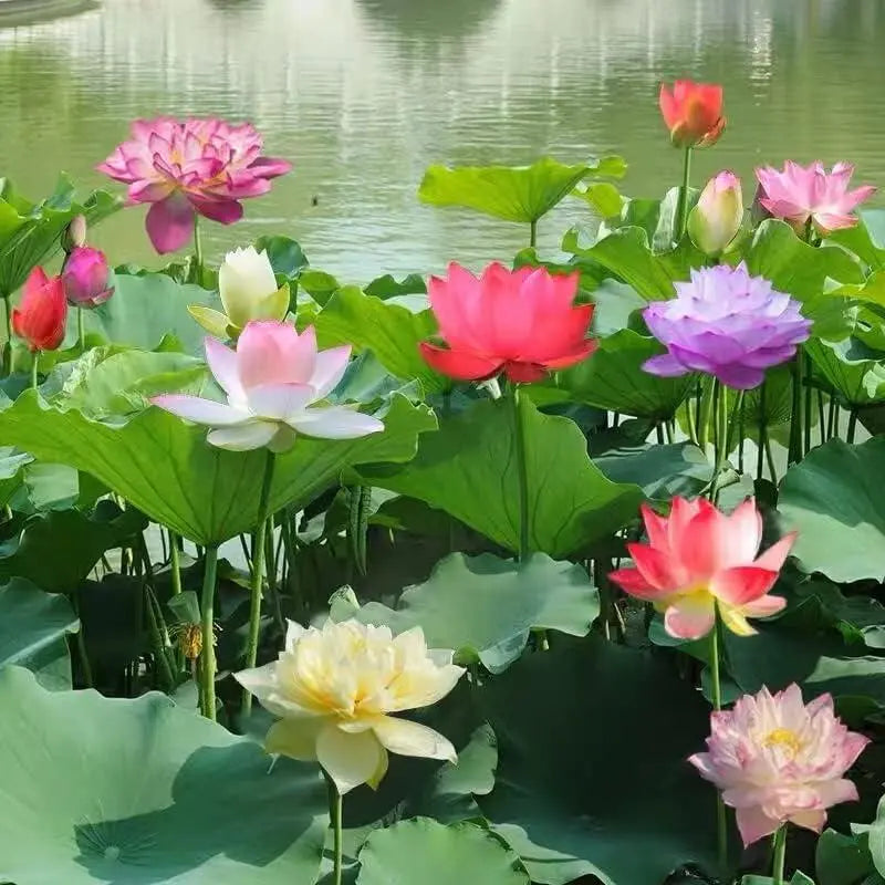 BowLift | Lotus flower seeds for pond & bowl – Let them bloom easily at home