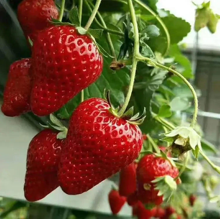 BowLift | CREAM-STRAWBERRY –Year-round strawberry seeds–High yield!