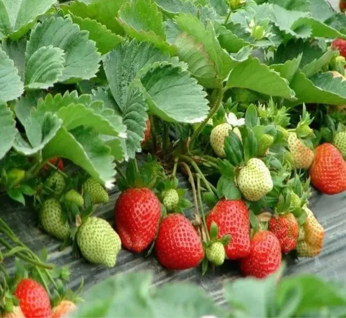 BowLift | CREAM-STRAWBERRY –Year-round strawberry seeds–High yield!