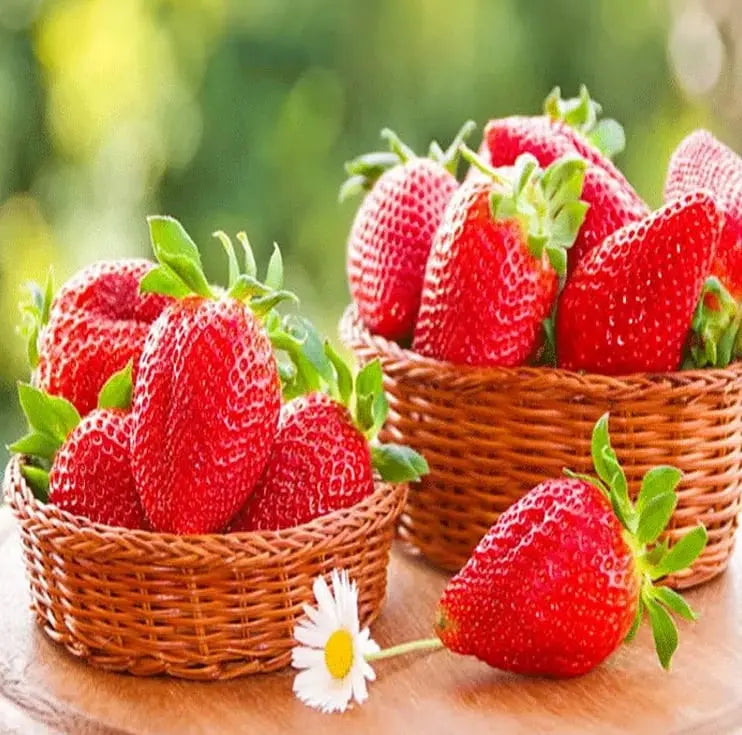 BowLift | CREAM-STRAWBERRY –Year-round strawberry seeds–High yield!