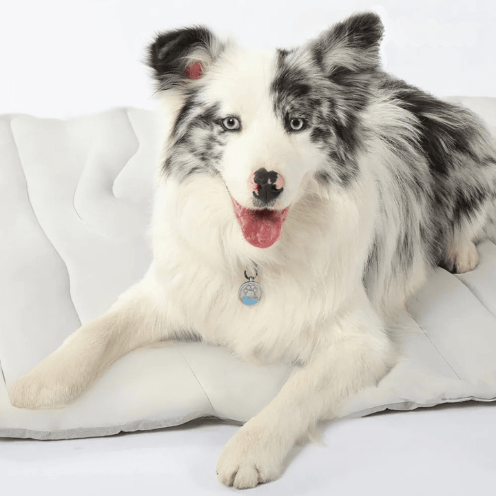 BowLift | Self-cooling dog mat for hot summer days & relaxed four-legged friends