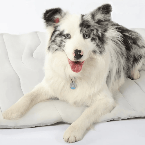 BowLift | Self-cooling dog mat for hot summer days & relaxed four-legged friends