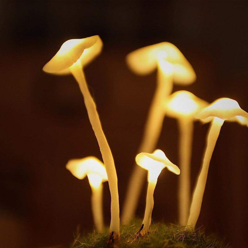 BowLift | MycoJar - Make your own mushrooms - Natural glass DIY - Awaken your creativity