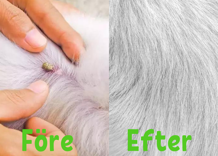 FleaShield Collar – Protection against Fleas and Ticks Bowlift