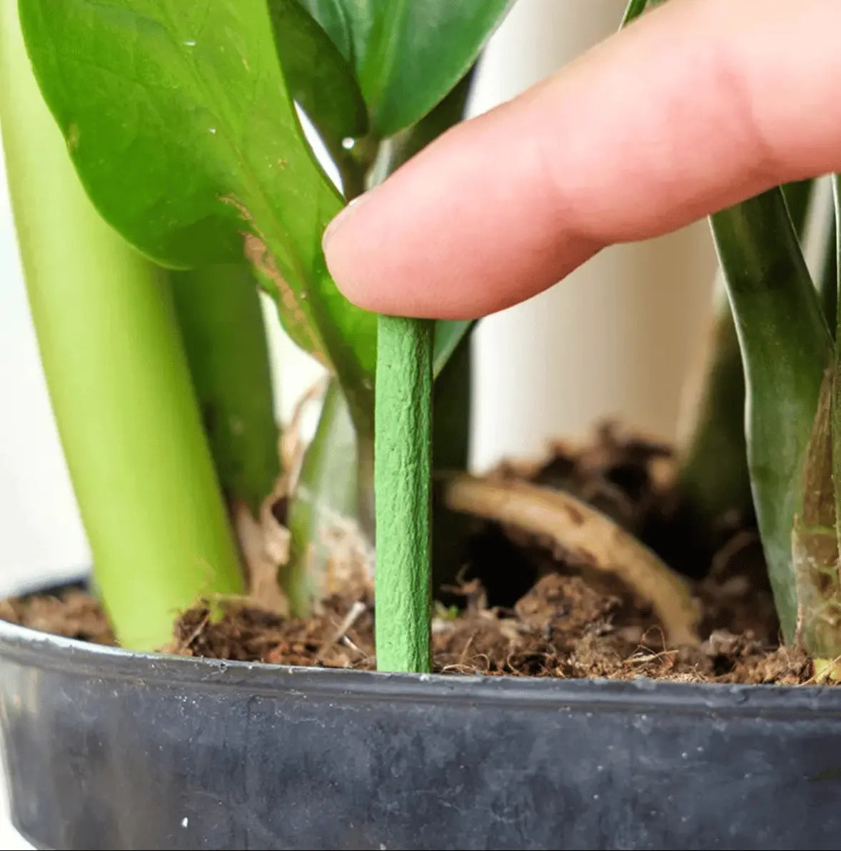 BowLift | Easy-to-use plant nutrient sticks for vibrant growth
