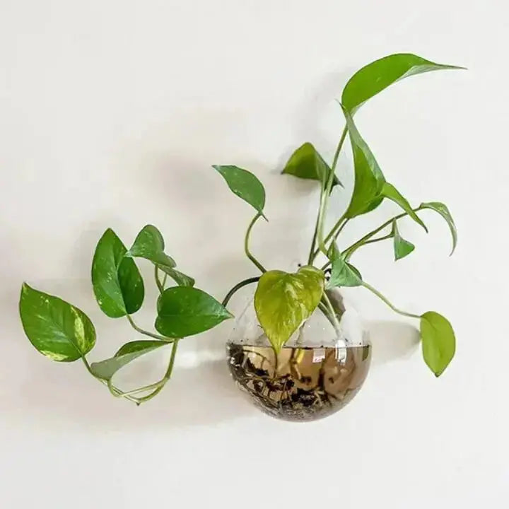 BowLift | Elegant Glass Wall Vase – Minimalist Plant Holder