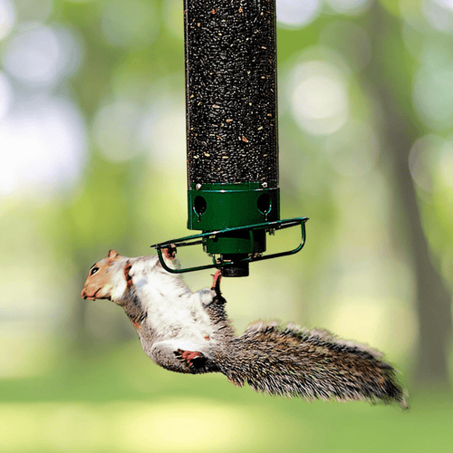 BowLift | Squirrel-proof birdhouse with rotating perch & 4 feeding openings